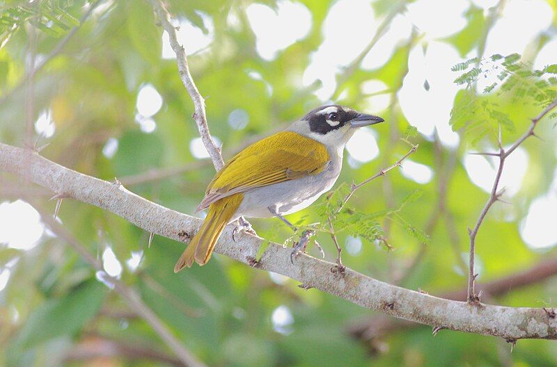 File:DR Black-crowned Palm-tanager2.jpg