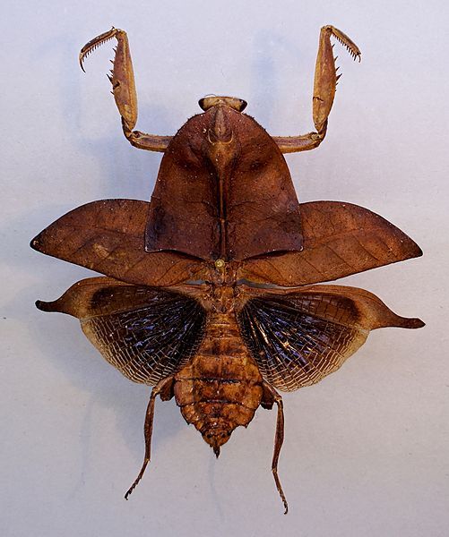 File:Deroplatys truncata TPopp.jpg