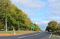 'Canadian Elm' ( = 'Canadian Giant'), Avenue of Honour, Digby, Victoria (2015), grown back after pruning[6]