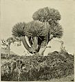 Dragon's blood tree (Dracaena cinnabari ) photograph by Forbes