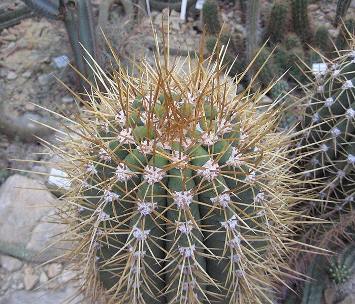 File:Echinopsis terscheckii 03.jpg