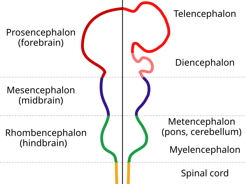 File:EmbryonicBrain.svg