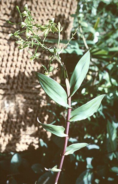 File:Epidendrum unguiculatum.jpg