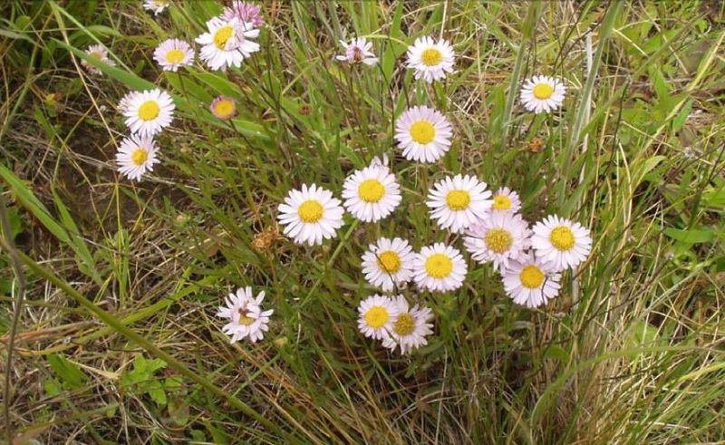 File:Erigeron decumbens decumbens.jpg