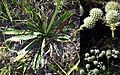 Eryngium elegans