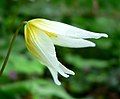 Erythronium helenae