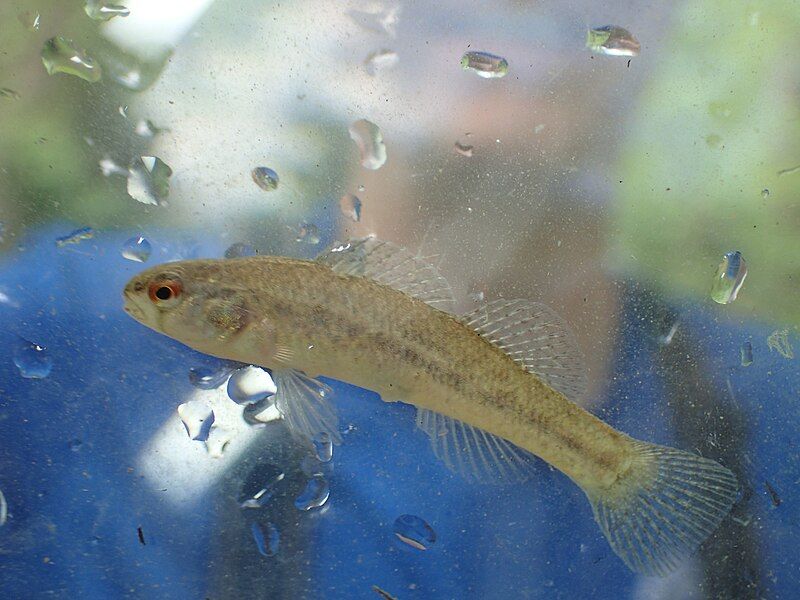 File:Etheostoma phytophilum.jpg