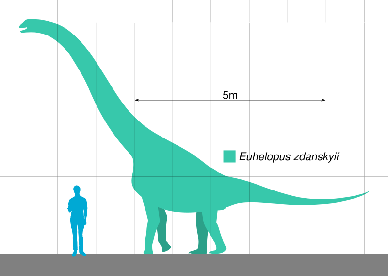 File:Euhelopus Scale.svg