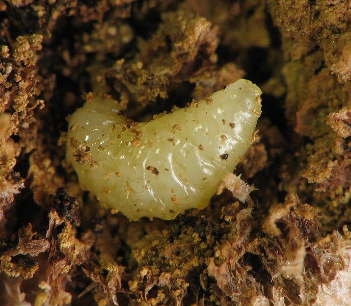 File:Eurytoma gigantea.jpg