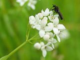 Galium palustre, common marsh-bedstraw.