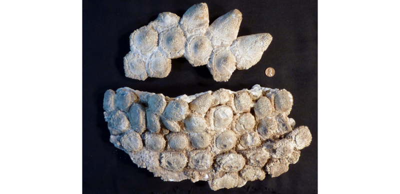 File:Glyptotherium texanum osteoderms.png