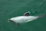 Hector's dolphin