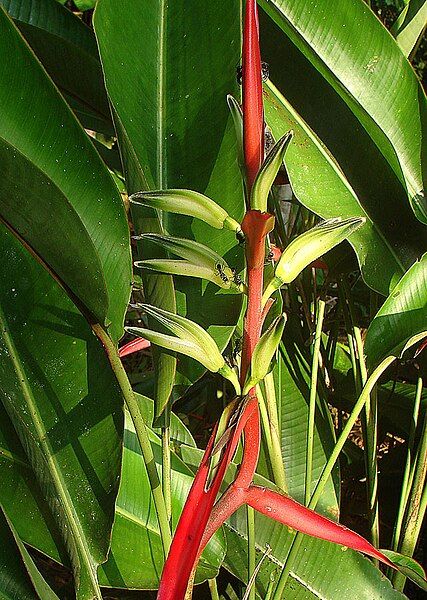 File:Heliconia julianii (9712499043).jpg