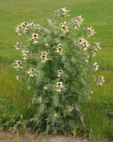 File:Henbane2.jpg