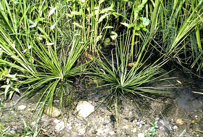 File:Isoetes engelmannii.jpg