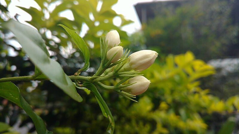 File:Jasmine Bloom.jpg