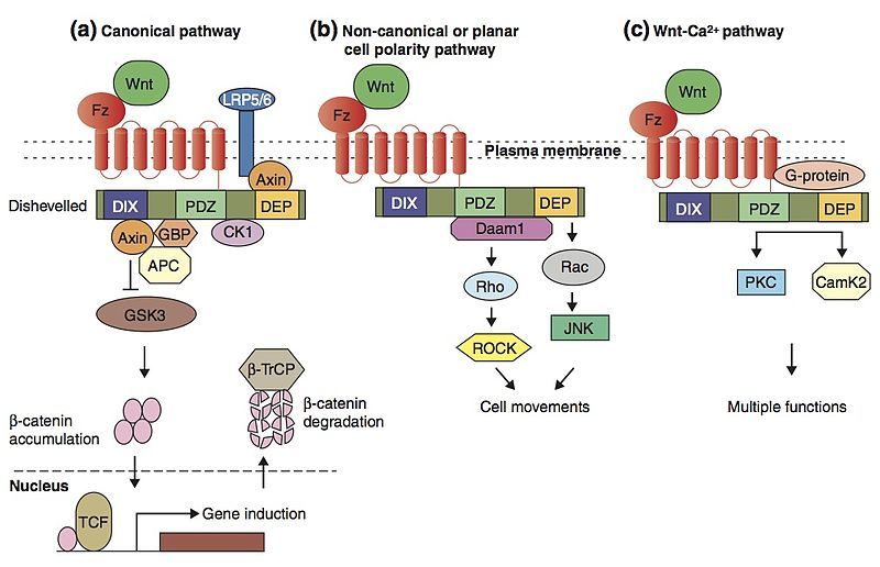 File:Jbiol22-1 copy.jpg