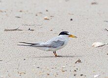 a small grey tern with a black cap and white forehead