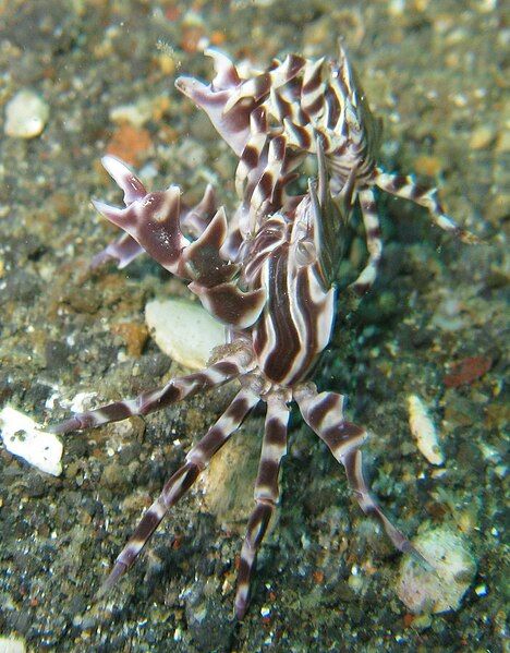 File:Lembeh Dec1809.jpg