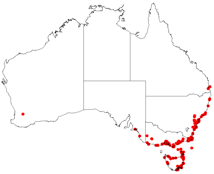 File:Lepidosperma sieberiDistMap67.png