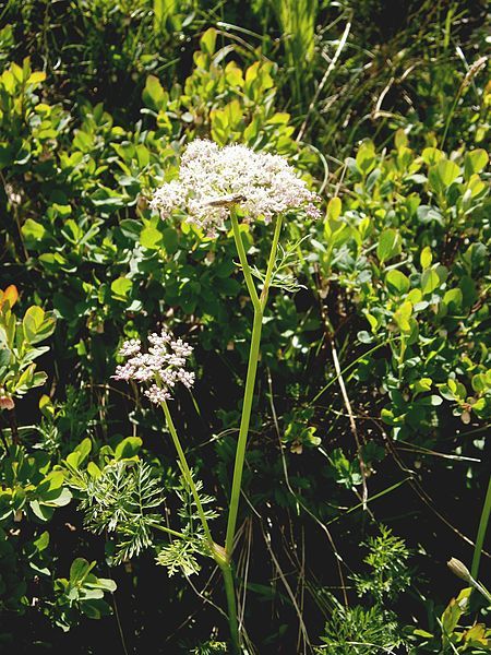 File:Ligusticum mutellina 001.jpg