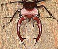 Mandibles of male Lucanus elaphus