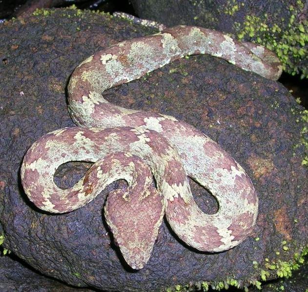 File:Malabar pit viper.jpg