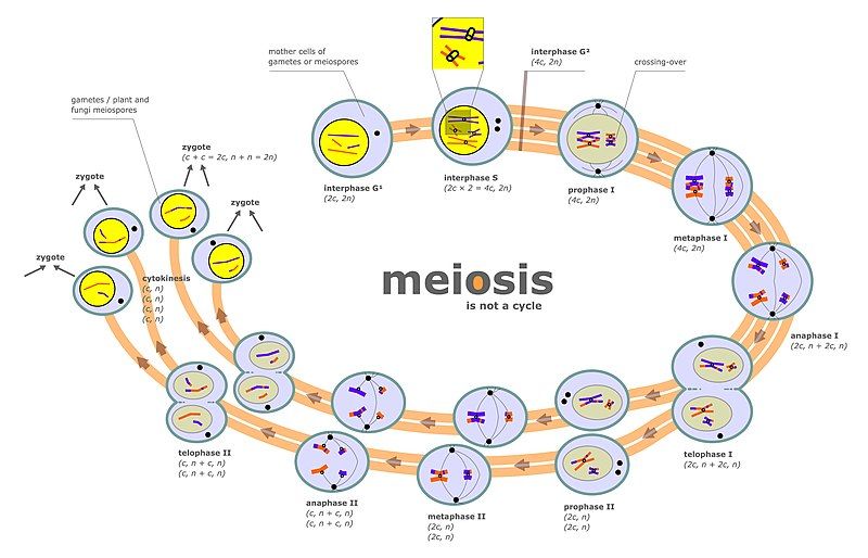 File:Meiosis diagram.jpg