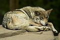 Mexican wolf