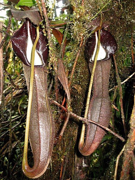 File:Nepenthes izumiae5.jpg