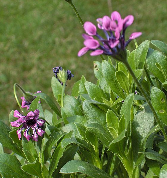 File:Osteospermum.Pink Whirls04.jpg