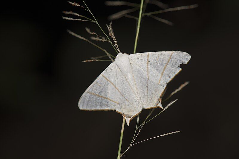 File:Ourapteryx changi (24818228098).jpg