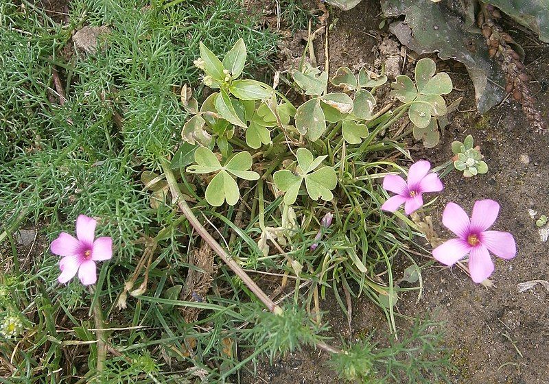 File:Oxalis articulata 01.JPG