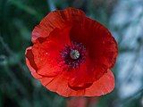 Red poppy