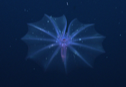 Pelagothuria natatrix observed in 2011 off the Galápagos islands.