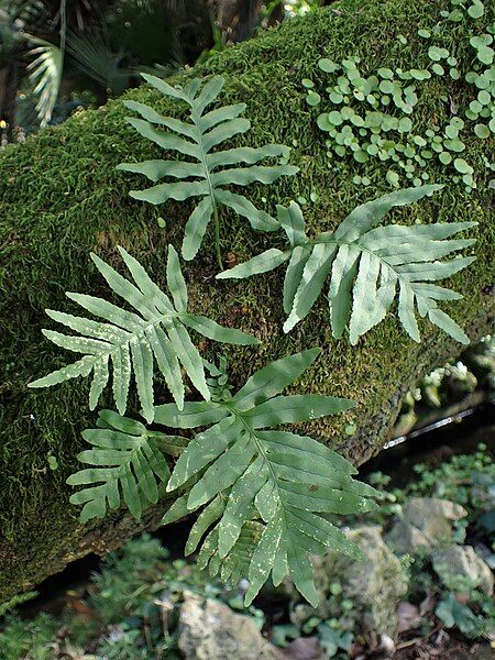 File:Polypodium cambricum kz10.jpg