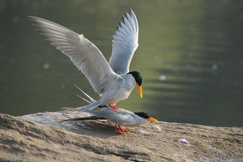 File:River Tern Mating.jpg