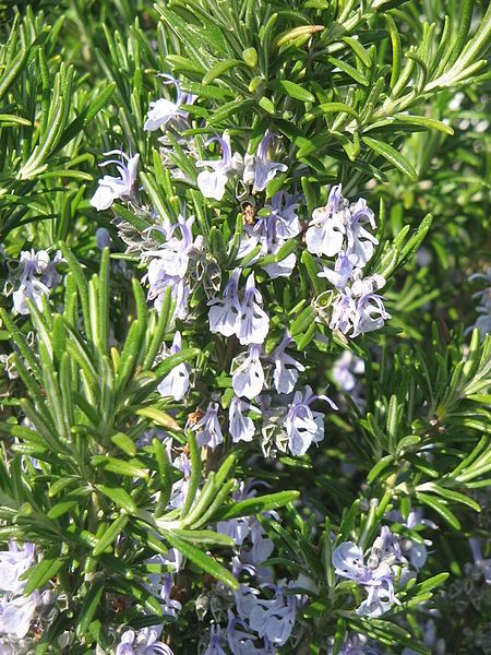 File:Rosmarinus officinalis02.jpg