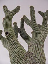 Unusually-formed crested or cristate saguaro near Kino Bay, Sonora