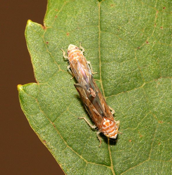 File:Scaphoideus titanus mating.jpg