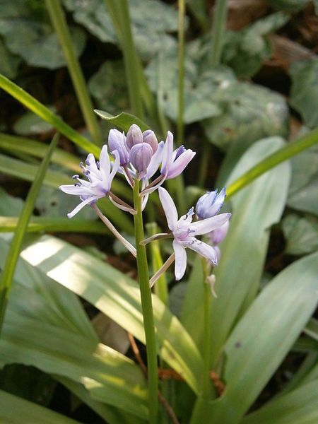 File:Scilla lilio-hyacinthus 06.JPG