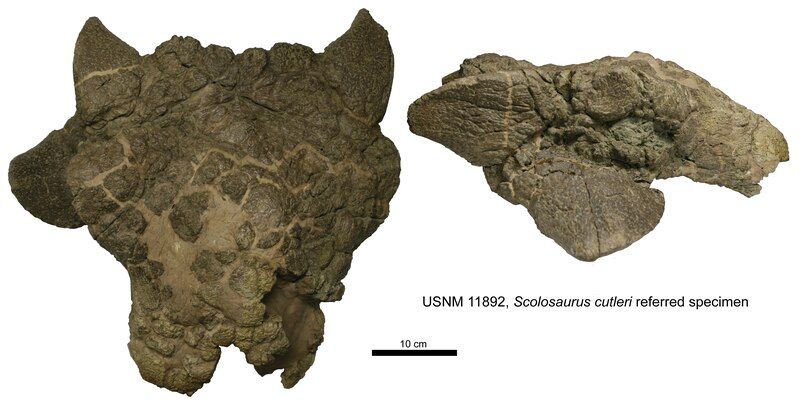 File:Scolosaurus cutleri.tif