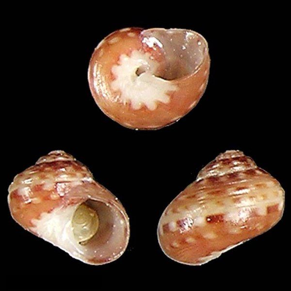 File:Seashell Homalopoma lini.jpg