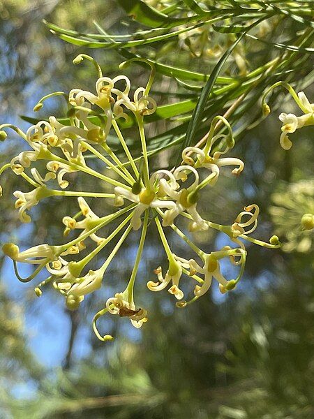 File:Stenocarpus angustifolius 02.jpg