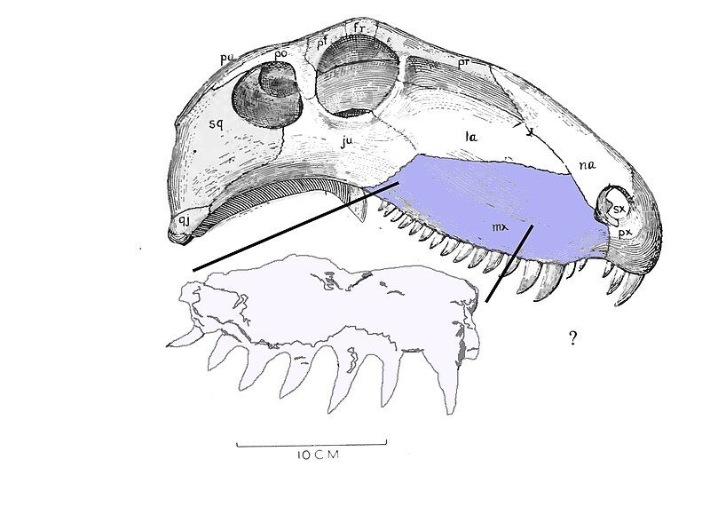 File:Steppesaur maxilla.jpg