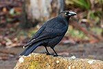 Black Currawong