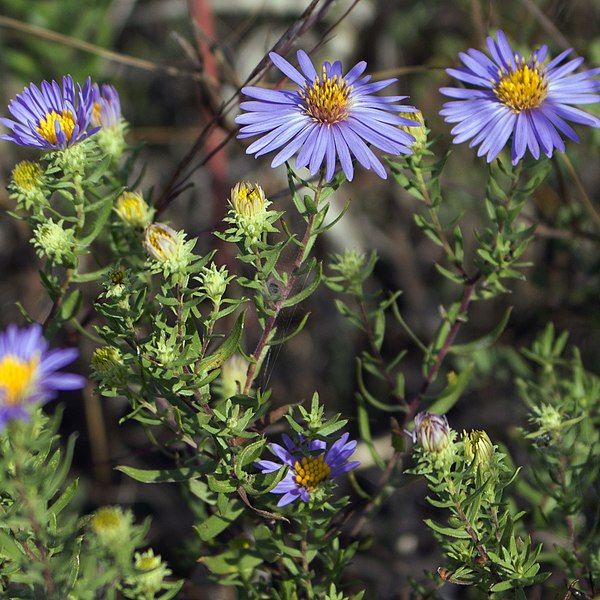 File:Symphyotrichum oblongifolium 10587916.jpg