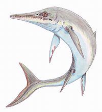 Drawing of an ichthyosaur on white background