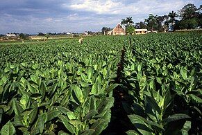 Tobacco plantation