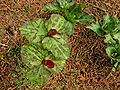 Trillium chloropetalum